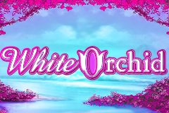 white orchid slot image