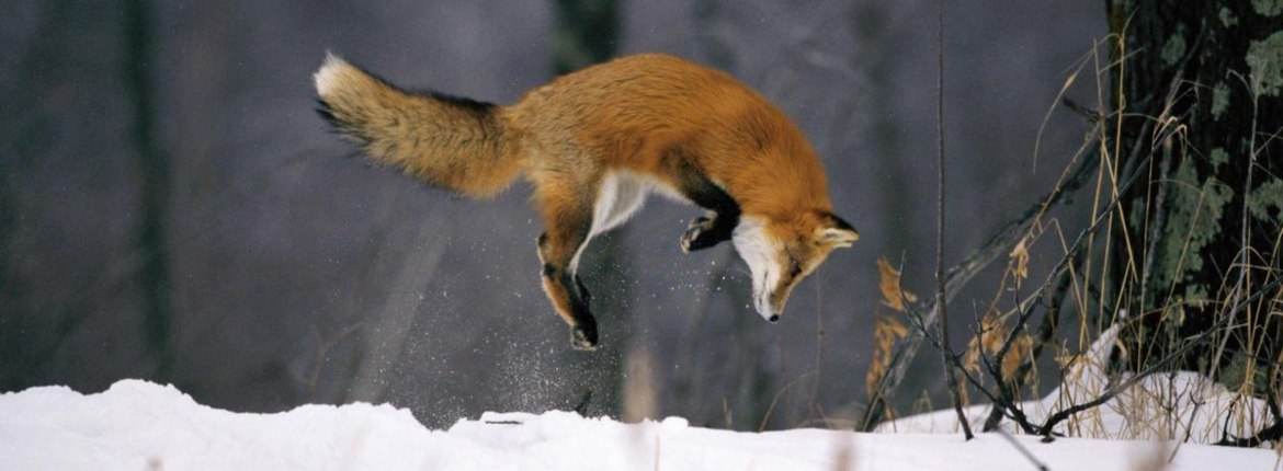 Animal Tracks in Snow