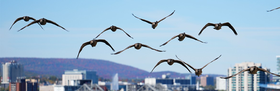 Canada Geese