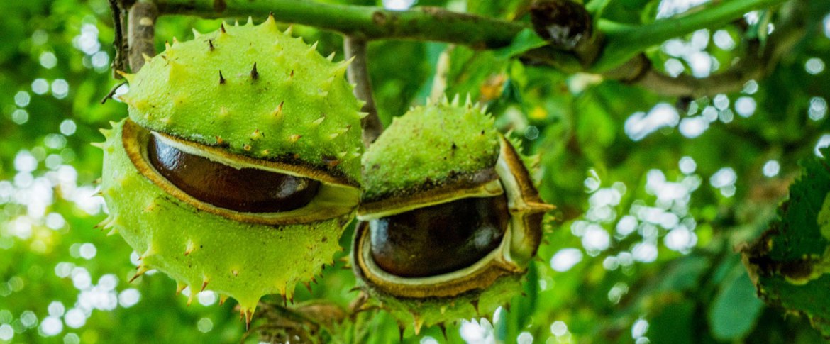 Horse Chestnut Conker